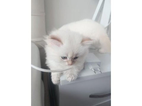 Orjinal british longhair yavrular