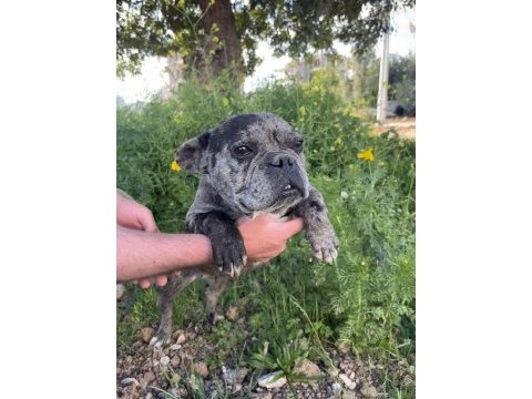 Dişi french bulldog merle 1.5 yaşında