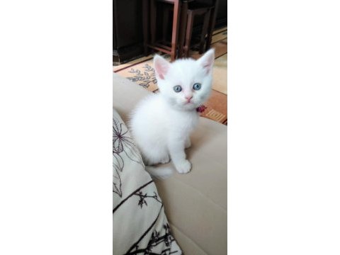 Mavi gözlü erkek kedimiz