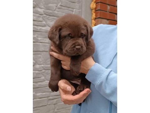 Labrador retriever yavruları muhteşem formda