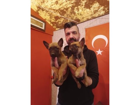 Belçika kurdu muhteşem yavrular