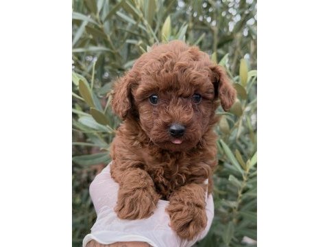 Kore toy poodle yavrular