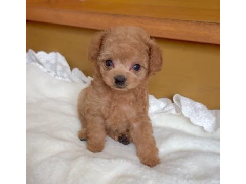 İzmir bornova toy poodle