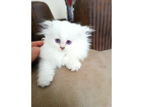 British shorthair yavrular