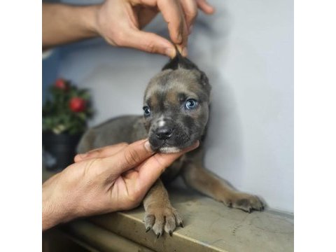 Egzotik cane corso yavrularım
