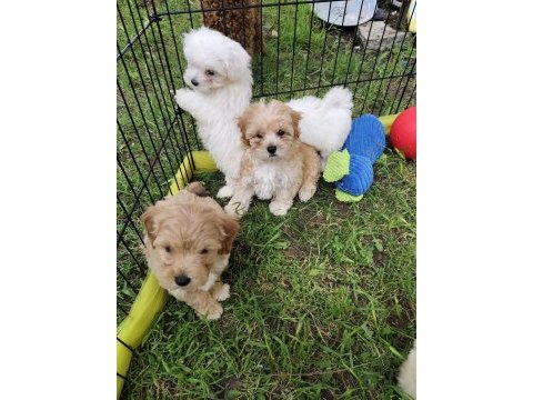 Orjinal maltipoo yavrular