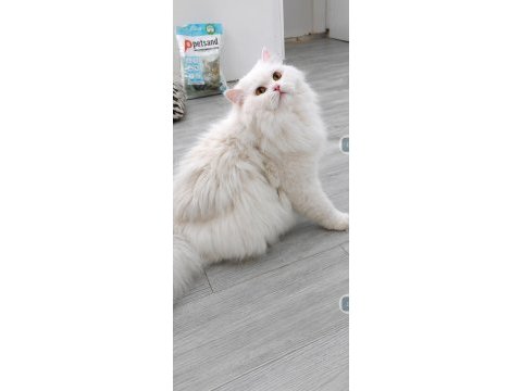 British longhair kedisi