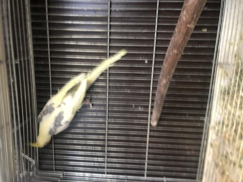 Erkek klasik heavy pied sultan papağanı