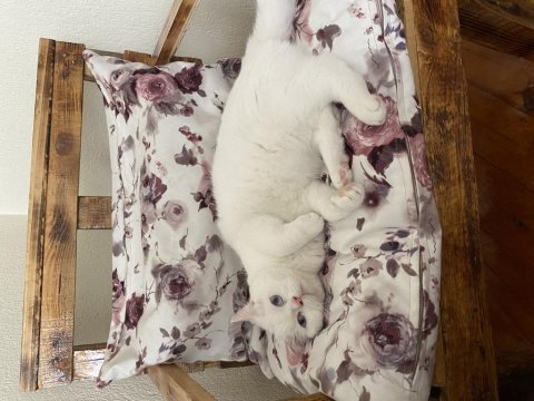 Kedi sahiplendirme british shorthair