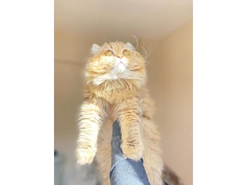 By22 erkek yavru safkan british shorthair