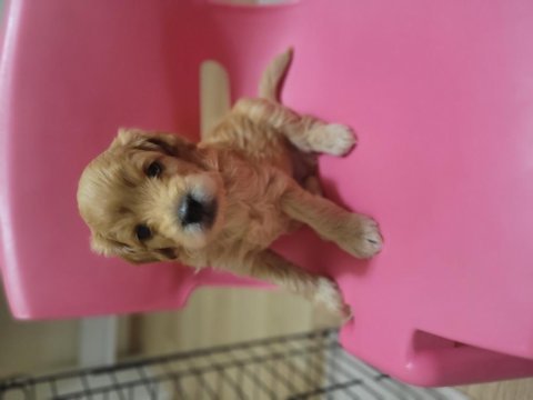 Yeni ailesine gitmek isteyen maltipoo çocuklara sıcak yuva