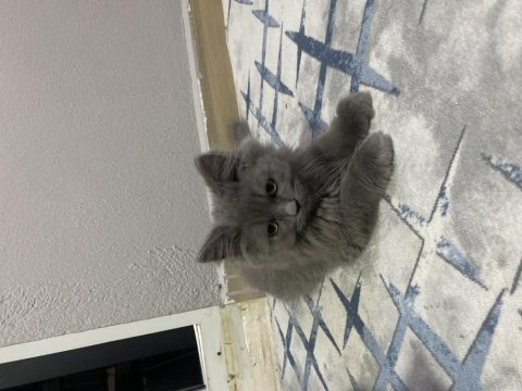 İlk aşıları yapıldı 4 aylık yavru kedimiz