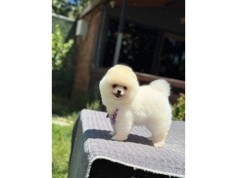 Pomeranian boo sağlık ve ırk garantili köpeğimiz