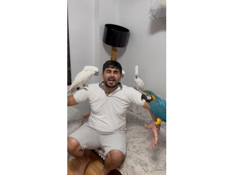 Tam bir resim kuşu ara macaw