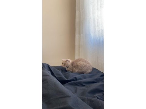 British shorthair ücretsiz sahiplendirme