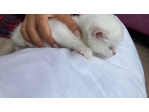 Chinchilla 5 haftalık yavru