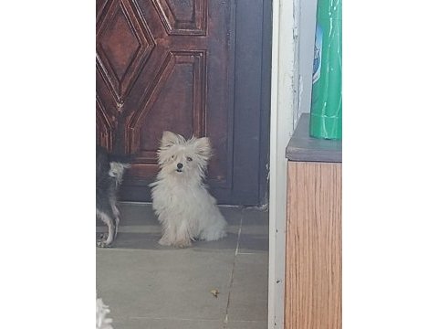 Tatlış yorkshire terrier bebek