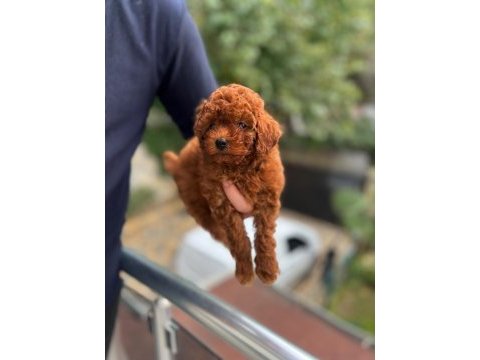 Red brown toy poodle erkek bebeklerimiz