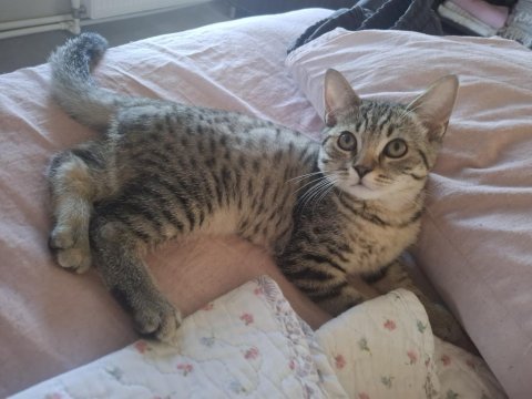 British shorthair melezi kedimiz