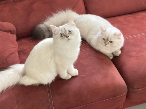 British longhair 5 aylık