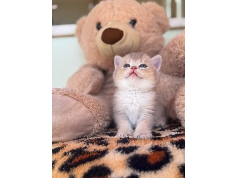 Safkan british shorthair erkek bebekler