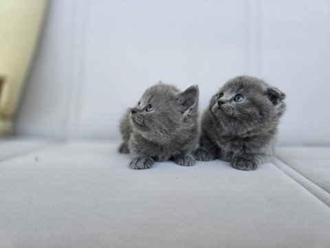 Gri scottish fold dişi yavru