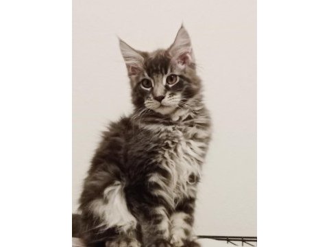 Maine coon erkek yavru