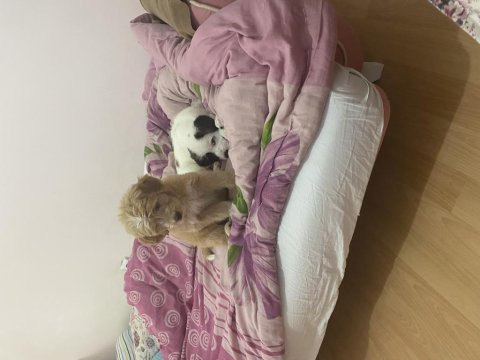 Acil sahiplendirme maltipoo