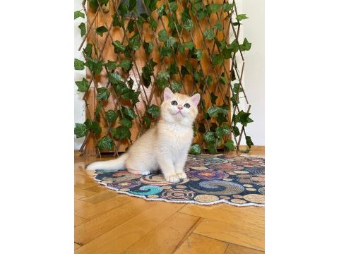 British shorthair golden ny12 dişi