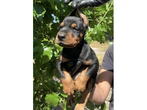 Safkan doberman yavrular