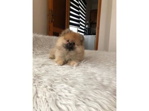 Pofuduk hanım pomeranian