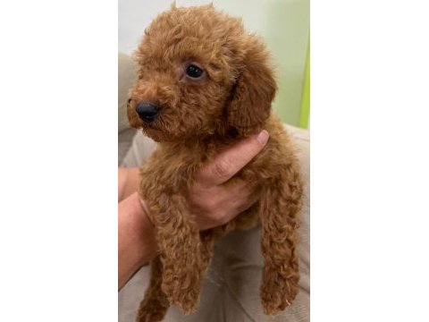 Kaliteli toy poodle yavrular