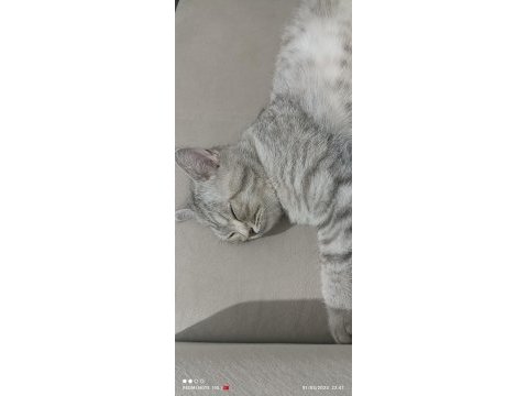 1 yaşında sahibinden british longhair