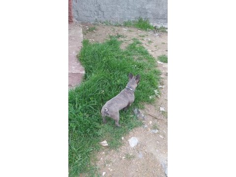 Blue brindle french bulldog