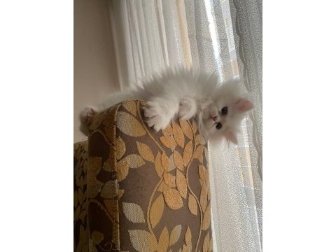 Son kalan chinchilla kedisi bebişlerim