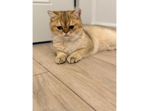 Şecereli ny11 erkek kedimiz