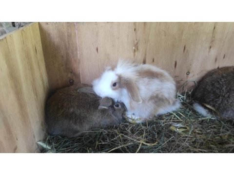 Lop hollanda tavşanı