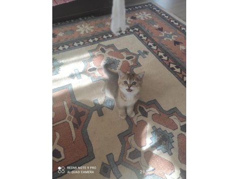 Acil sahiplendirilecek british shorthair