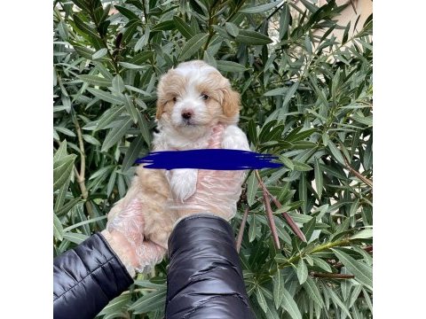 3 aylık maltipoo tuvalet eğitimi var