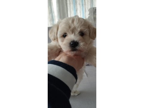 Dişi ve erkek bebek köpekler