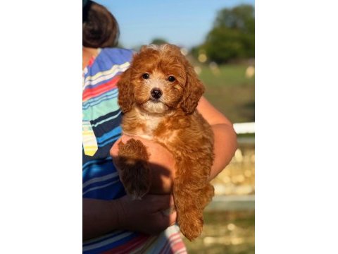 Maltipoo yavrular