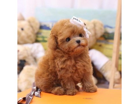 Toy poodle yavrularım