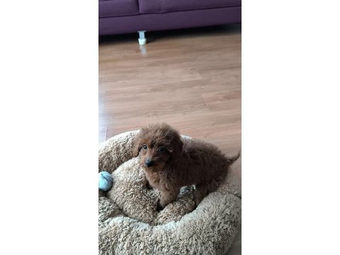 3,5 aylık dişi toy poodle yavrusu