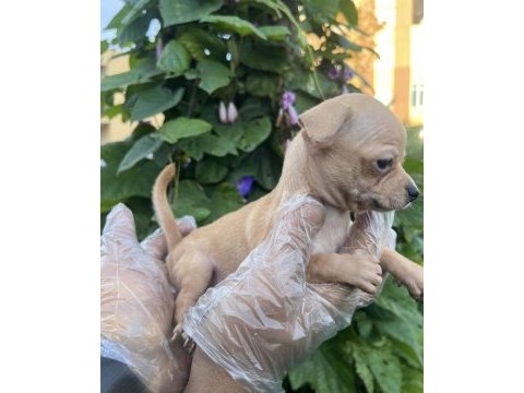 Chihuahua mini severlere