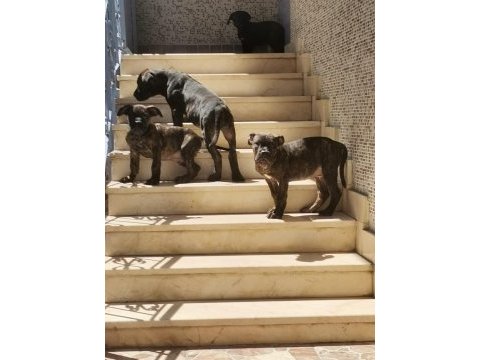 A class presa canario yavruları