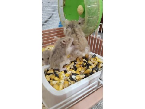 Speedy gonzales hamster yavruları