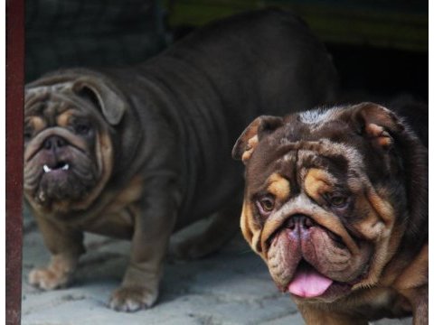 Sitenin en renkli en mütevazi bulldog şekerleri