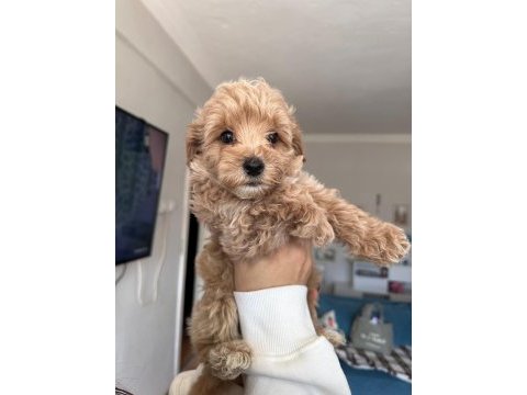 Poodle ayarında maltipoo tüy dökmez koku yapmaz uyguna