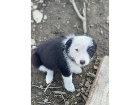 Border collie yavru köpeklerimiz