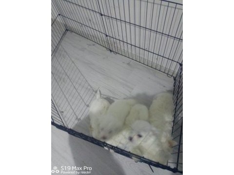 45 günlük beyaz maltese terrier